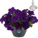 Bild von HP27 o.kl. Petunia Blue